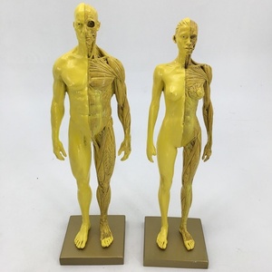 30cm Resin Anatomy Model Artistic CG Drawing Sculpture for Fine <strong>Arts</strong> and Medical School Teaching Muscle and Skeleton Structure - Product Image 4