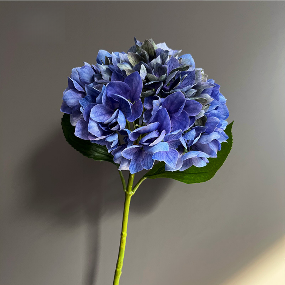 Viola