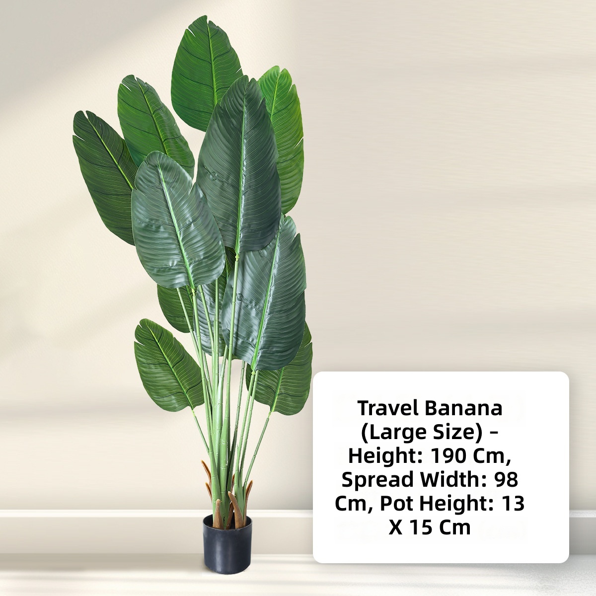 Bonsaï grand format "Traveller Banana"
