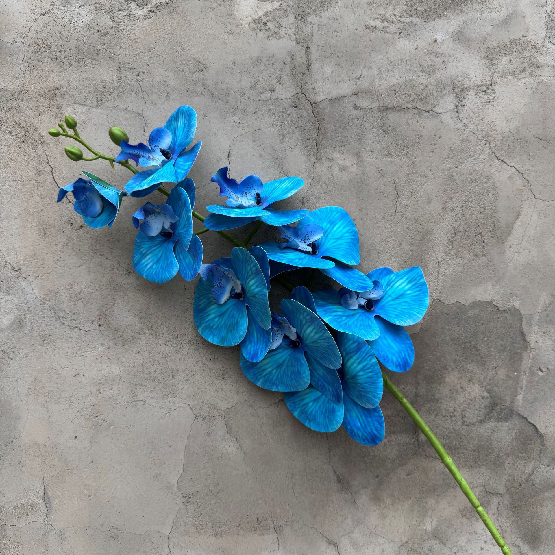 Phalaenopsis court 9 fourchettes printemps bleu