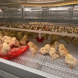 3/4層60/80鳥自動ブロイラーバッテリー鶏層ケージ1000ブロイラー鶏家禽農場用 - Product Image 5