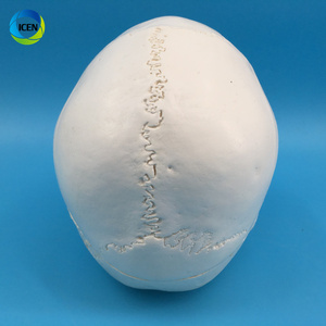 IN-M3 <strong>Human</strong> Skull Model <strong>3</strong>-part Anatomical Model With Removable Skull Cranium Articulated Mandible for Medical Student <strong>Human</strong>