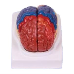 نموذج التقسيم الطبي للدماغ الدماغي القشري الطبي ونموذج تشريحي للدماغ مع الشريان والأعصاب للطلاب للتعلم - Product Image 5