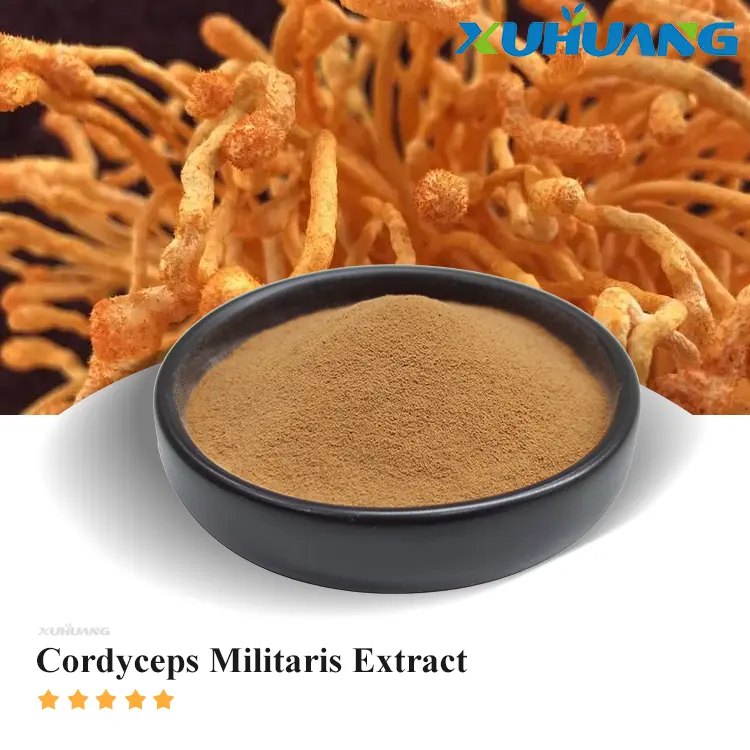 High quality Organic 30% cordycepin cordyceps militaris extract powder