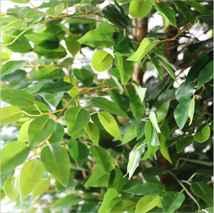 Toptan yapay yeşil Banyan bonzai ağacı dekoratif Ficus ağacı - Product Image 6