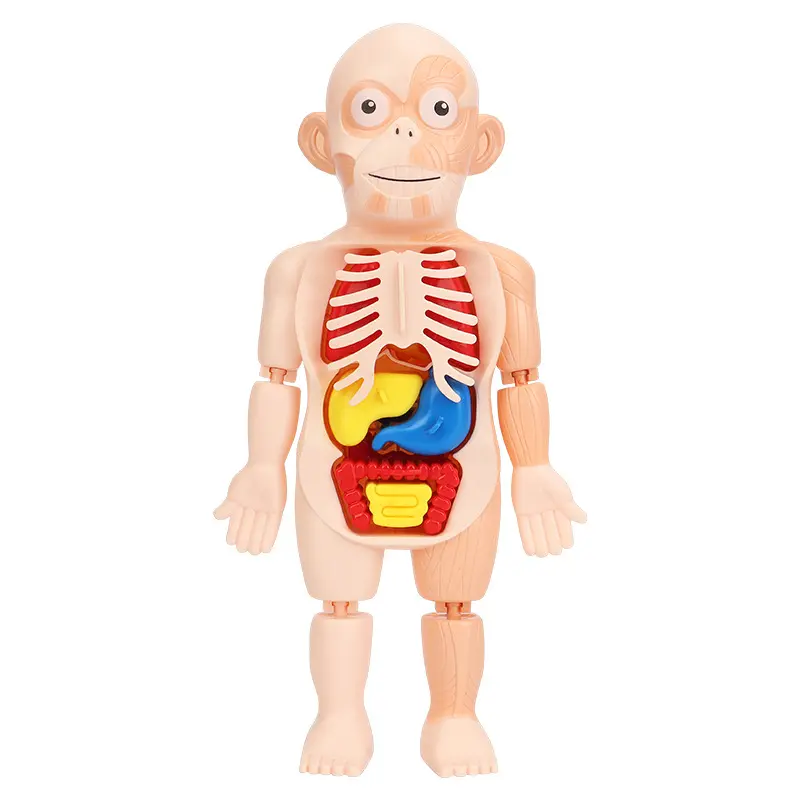 Modelo de cuerpo humano Pantalla de anatomía humana realista 17 piezas Órganos humanos extraíbles para niños