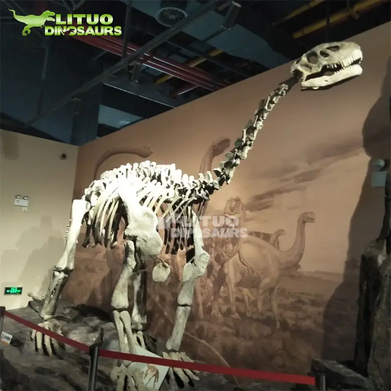 1:1 escala esqueleto de dinosaurio modelo para museo de dinosaurios