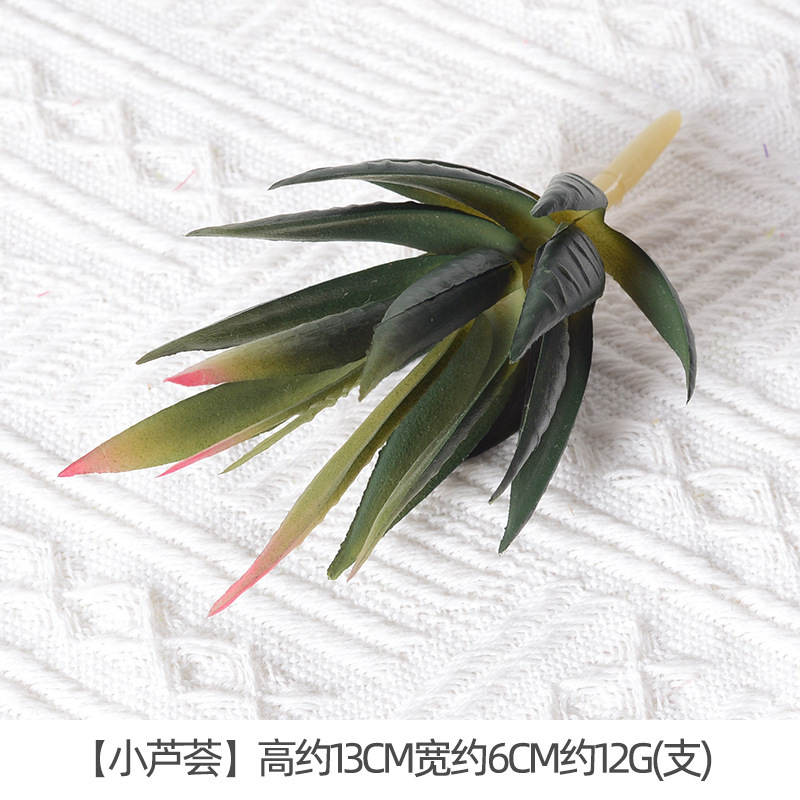 Aloe Tall