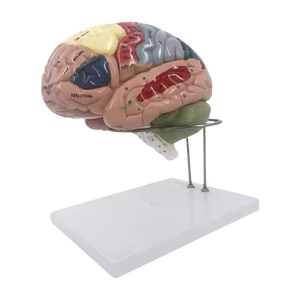 ADA PVC ingrandito modello cervello distribuzione arteria cerebrale funzione di localizzazione della corteccia cerebrale scienza medica scienza medica - Product Image 3