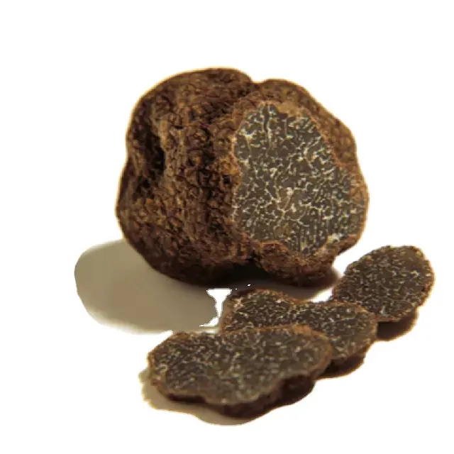 Detan fresco preto trufas cogumelo tuber indicador com fungos comestíveis de alta qualidade