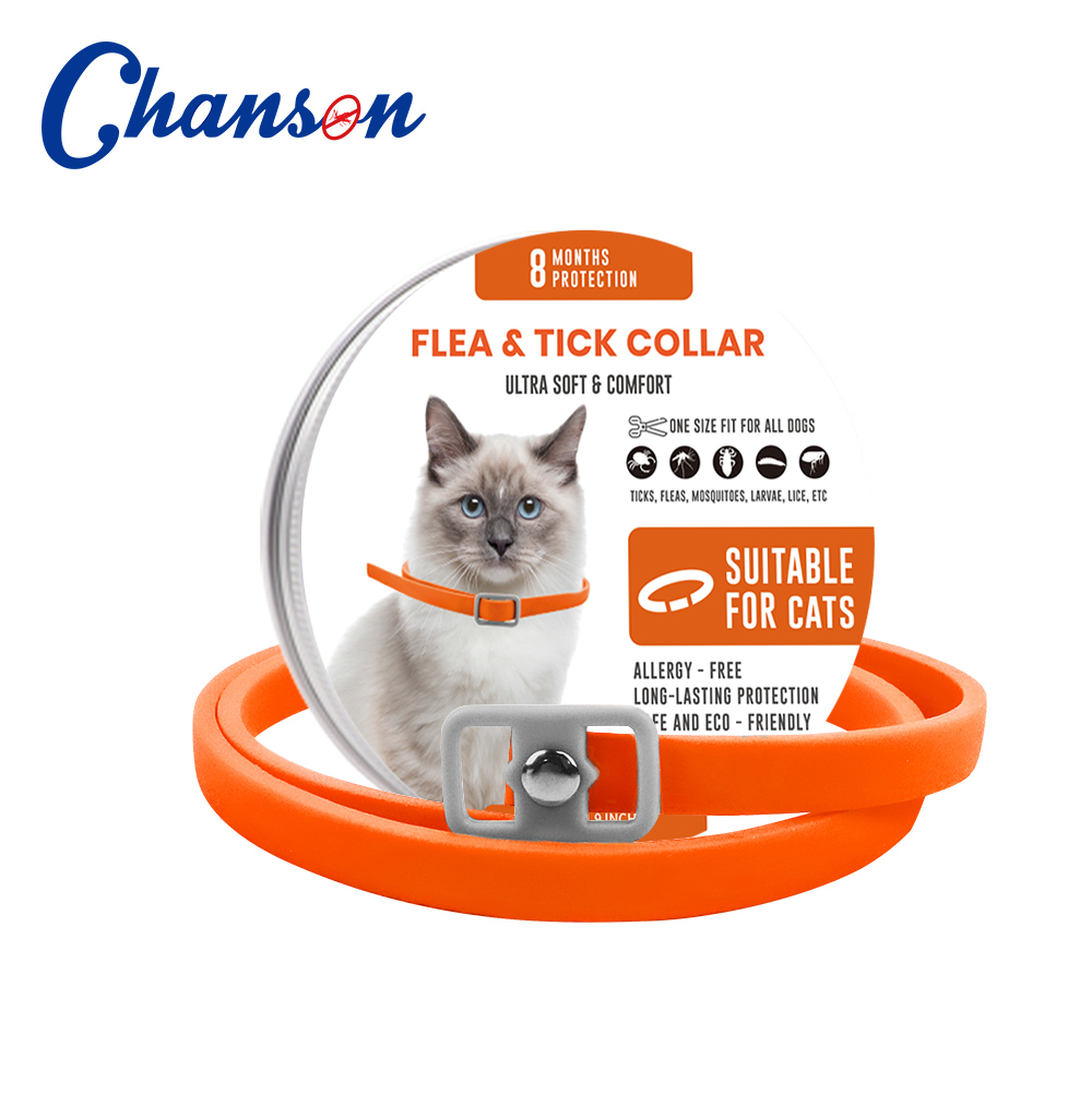 Orange Cat