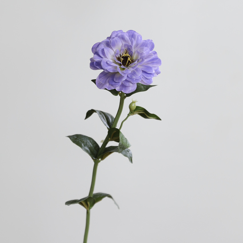 Pourpre