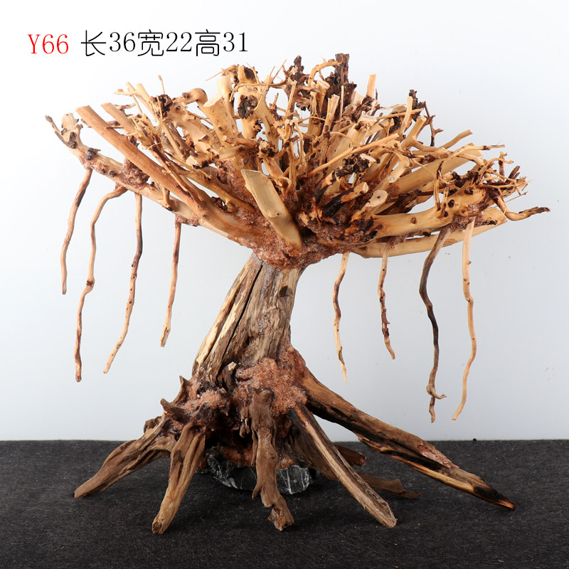 Y66