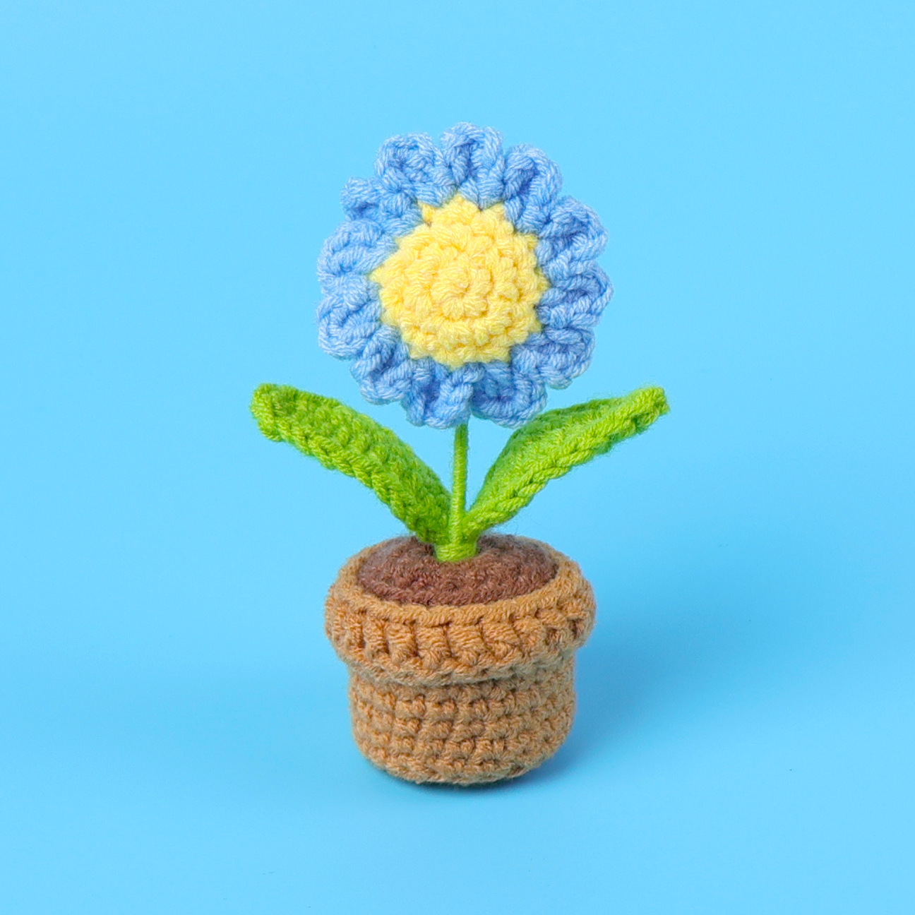 Plante en pot marguerite bleue