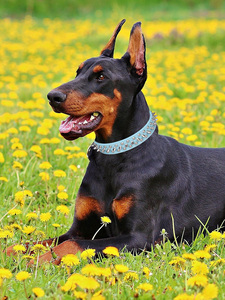 Collar fuerte con remaches para mascotas, cadena ajustable para perros grandes, diseño impermeable a la moda, collares con remaches de patrón sólido - Product Image 5