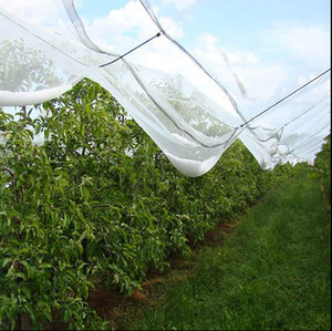 Factory Supply Anti-hail <strong>Net</strong> / Hail Protection <strong>Net</strong> / apple Tree Anti Hail - Product Image 6