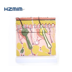 Human Skin Anatomy Structure Model, Skin <strong>Section</strong> Model