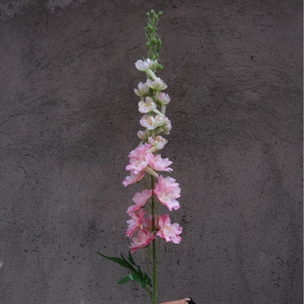 Riccio di montagna rosa