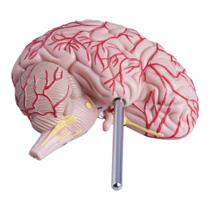 İnsan beyninin sağ yarısında beyin damarlarının ve kraniyal sinirlerin anatomik modelini öğretmek - Product Image 6