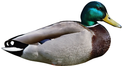 Mallard 45x24cm Rester Drake