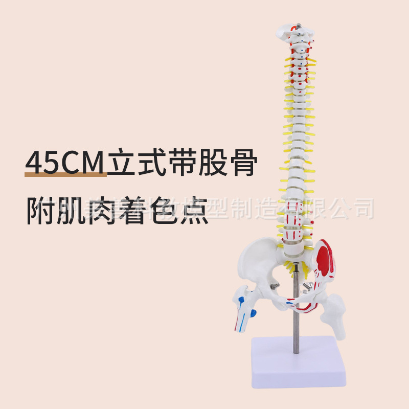 Colonne vertébrale verticale de 45 cm avec pigmentation musculaire