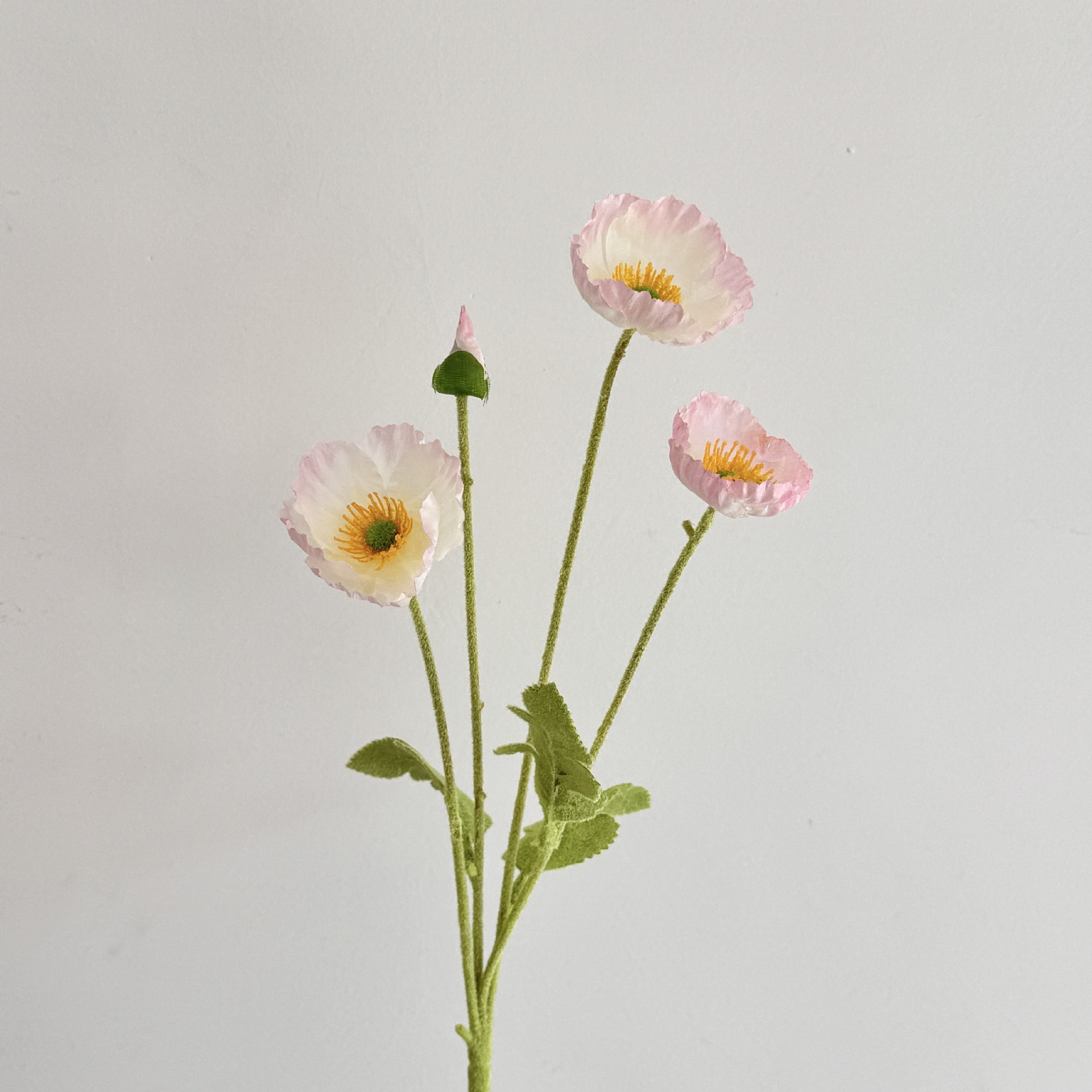 Rosa chiaro