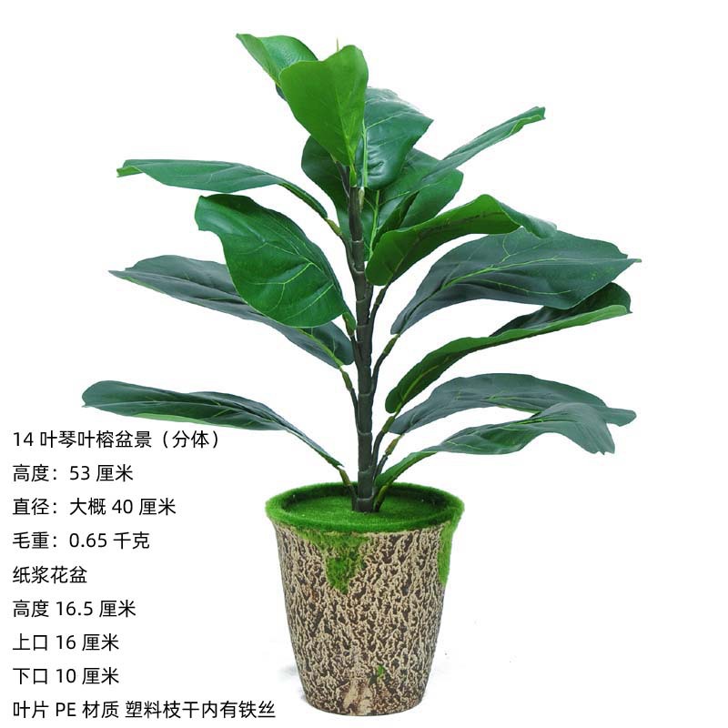 14 feuilles qin ye ficus bassin de pâte (split) 53cm