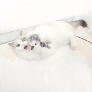 拍打鹬鸟啁啾充电触摸自动搞笑电子搞笑仿真鸟互动猫玩具