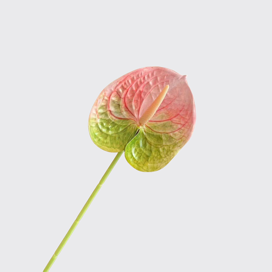 Dégradé rose et vert