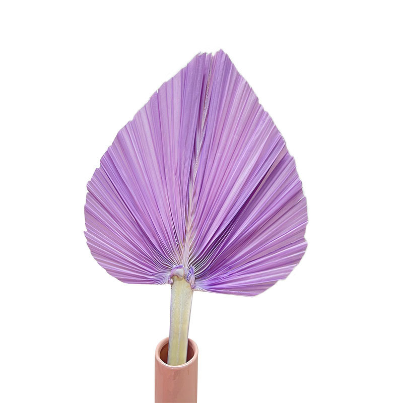 Pourpre
