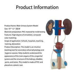 2025 yeni KRC insan erkek üriner modeli üriner sistemi modeli tıbbi öğretim gösteri insan anatomik böbrek modeli - Product Image 3