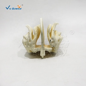 Cơ quan Mô hình giải phẫu mô hình cơ thể con người PVC nhựa <span class=keywords><strong>ethmoid</strong></span> mở rộng mô hình bộ xương cho giảng dạy y tế bộ xương người - Product Image 5