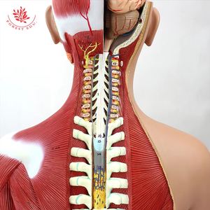 Anatomy Model <strong>Human</strong> Torso 27 Parts Open <strong>Back</strong> Dual-Sex Muscular - Product Image 2