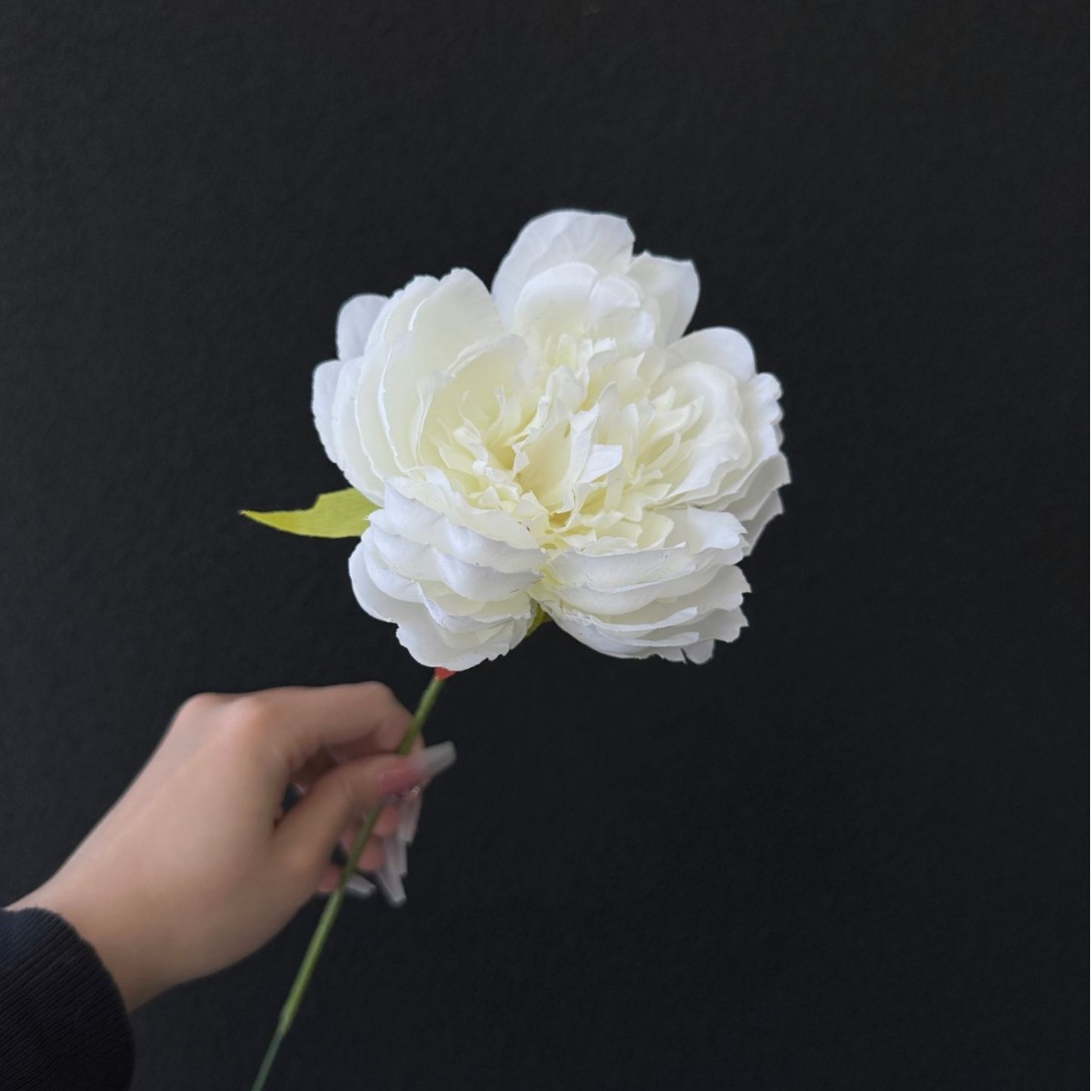 Fleur de pivoine blanc lait n°2