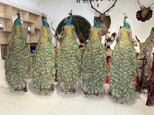 手工仿真七彩羽毛孔雀鸟类工艺品道具家居婚庆花园装饰绿色孔雀