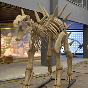 恐龙化石画廊展示了精湛的工艺，非常适合其他恐龙化石骨架 - Product Image 5