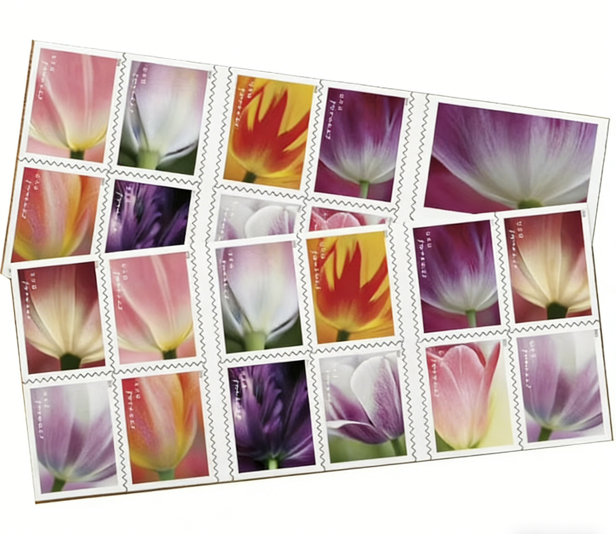 Fiori di tulipano 2023 MY-RX085