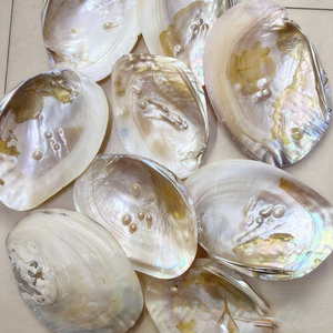 2024 Factory Direct Sale Natural Polished <strong>Shell</strong> Black Yellow Mother of Pearl <strong>Shell</strong> 14-17cm - Product Image 3