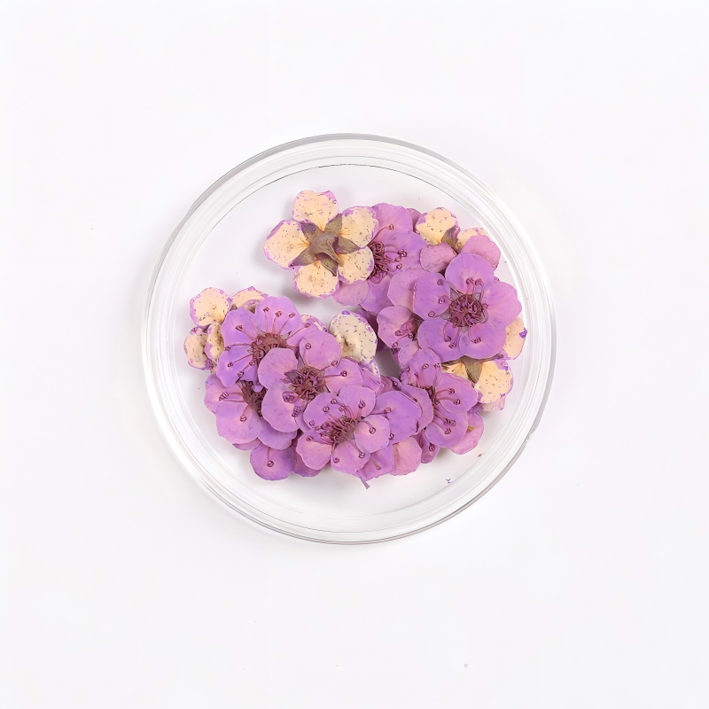 Pourpre