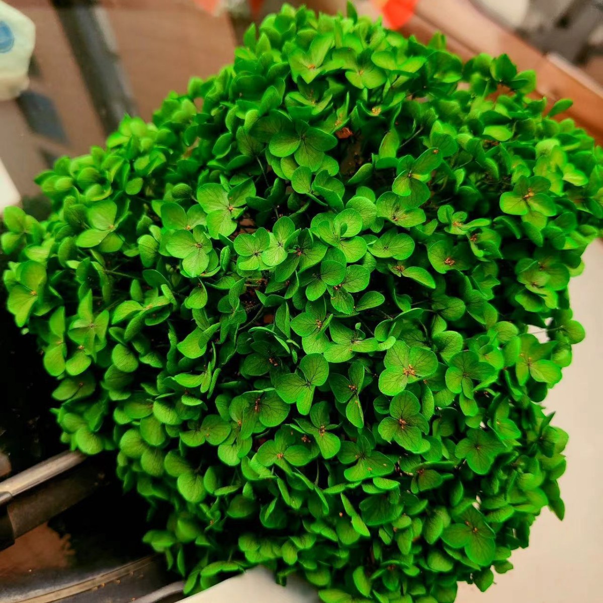 Verde brillante