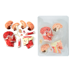 Medical Models Life Size <strong>Human</strong> Head Model Anatomy Education 4D Head Model - Product Image 6