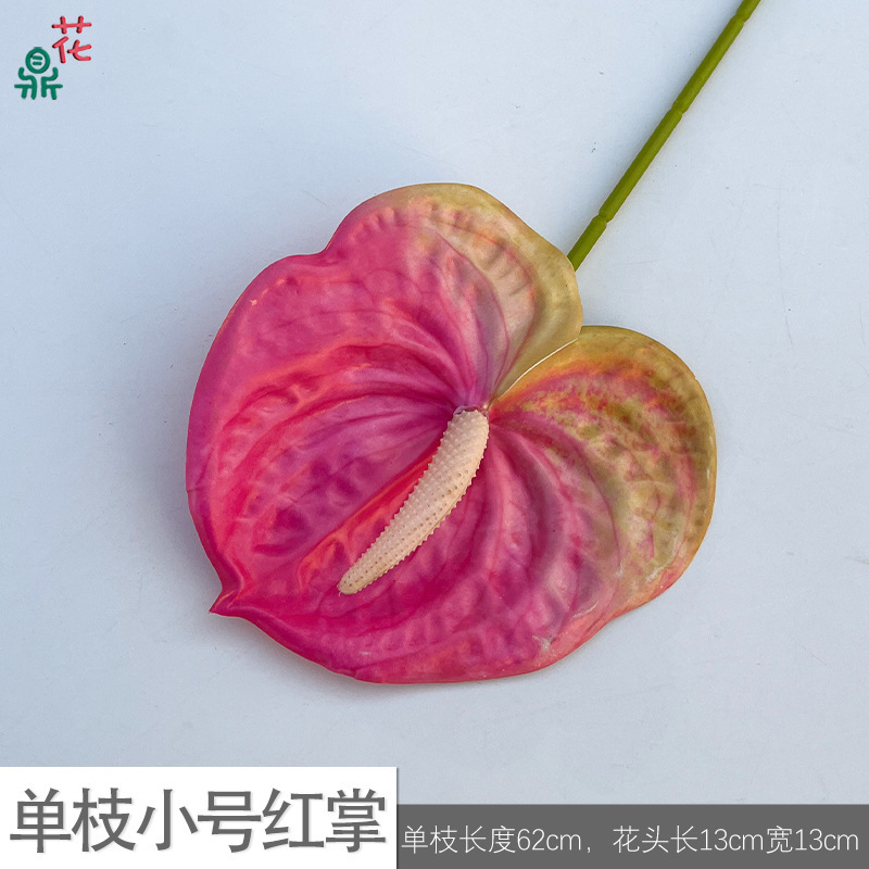 Anthurium single trumpet ZL dark pink