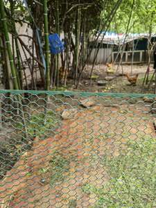Equipo de aves de corral PE Red de pollo malla hexagonal de plástico para animales jaula de aves de corral - Product Image 6