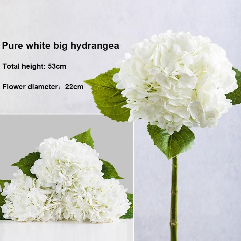 Blanc pur