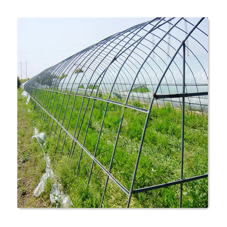 トマト農場用のカスタマイズされた野菜大型水耕気候および制御システムシングルスパン温室