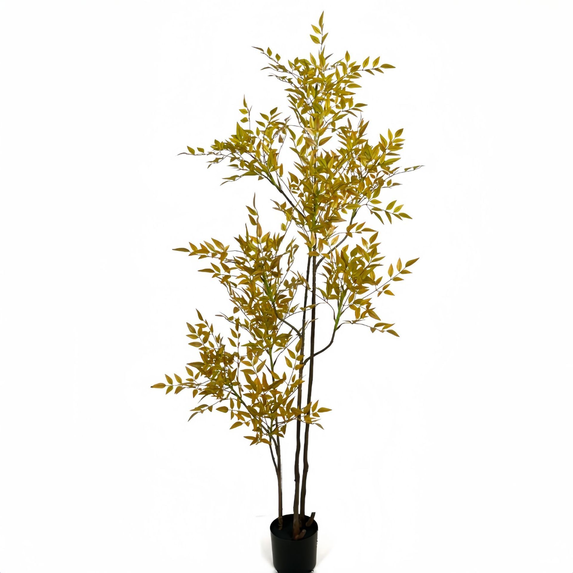 Nuevo nantianzhu amarillo-180cm