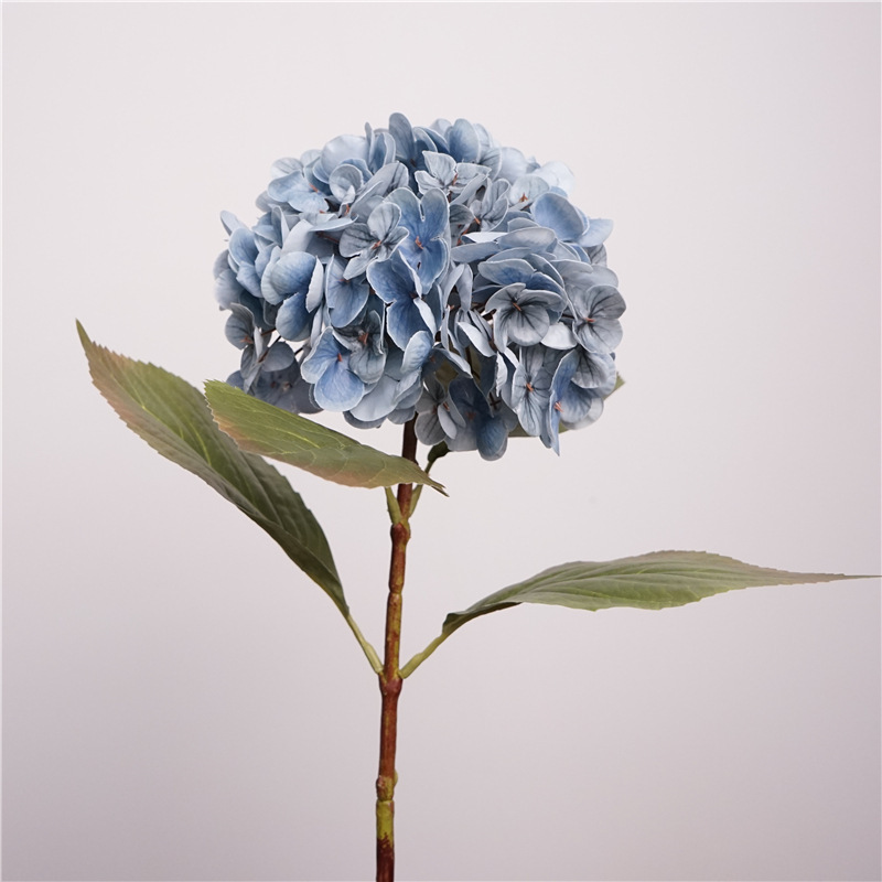 Hydrangea athens-black and blue