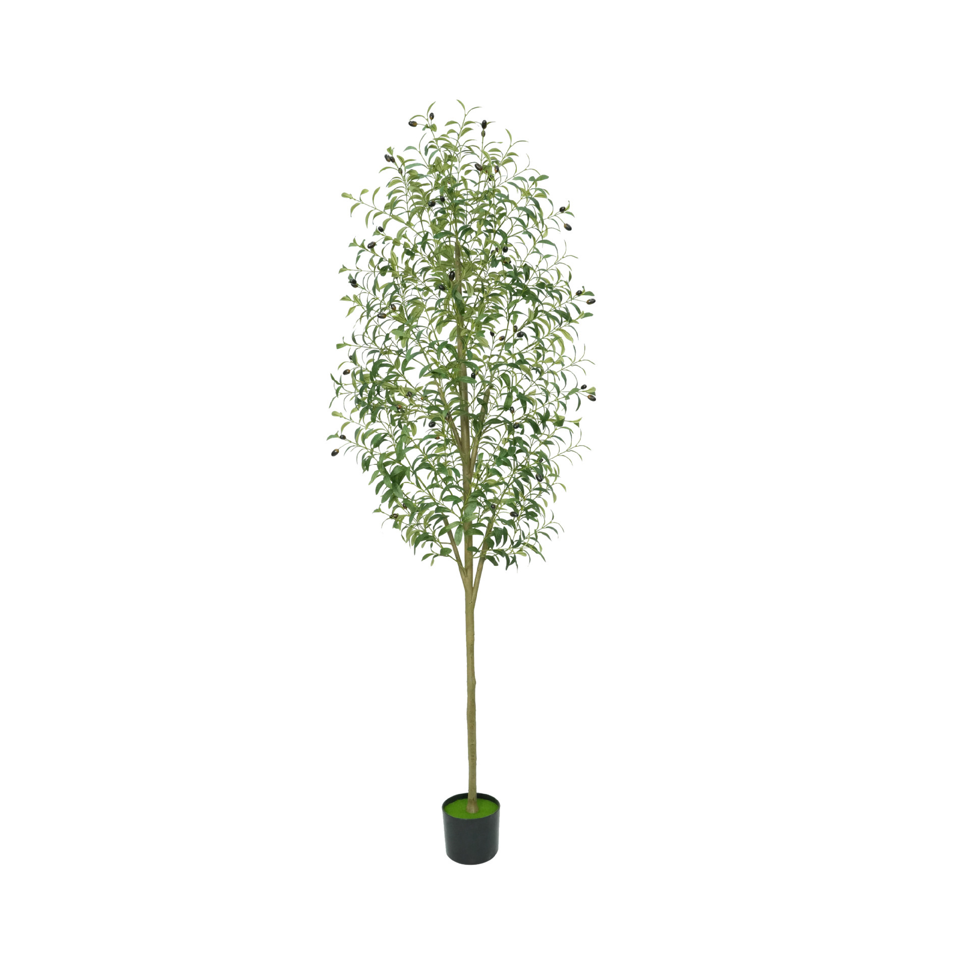 Olivier modèle export 210cm