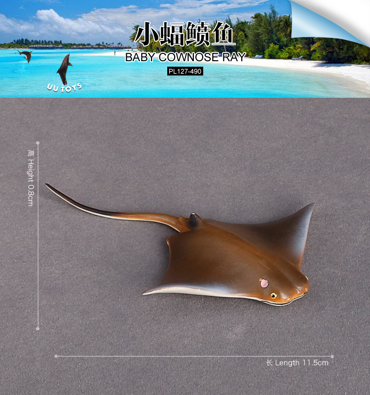 490 Baby Cownose Ray