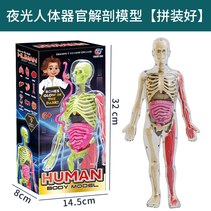 Série corps humain - Modèle humain luminescent txx-018